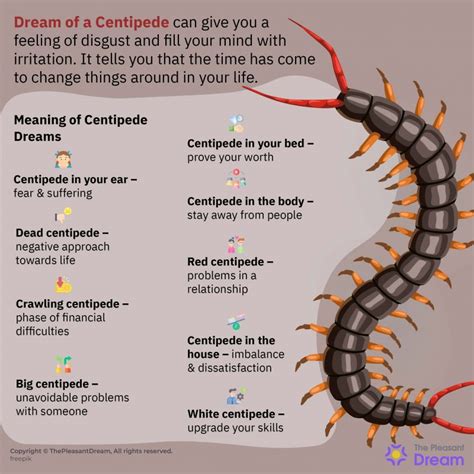 big centipede dream meaning|Dreaming About Centipedes: Meanings And .